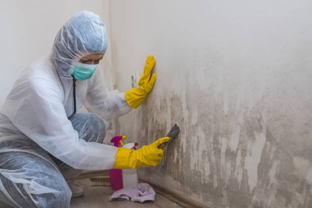 Best Biohazard Mold Removal  in Webb City, MO